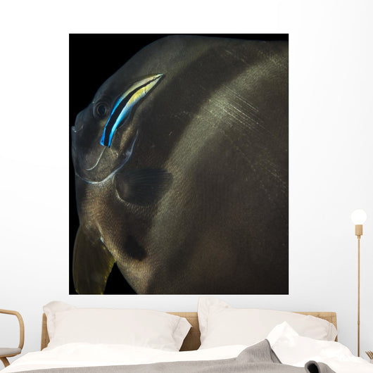 Batfish Being Cleaned Cleaner Wall Decal