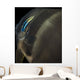 Batfish Being Cleaned Cleaner Wall Decal