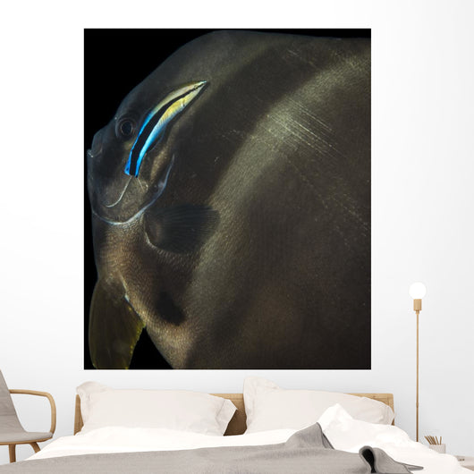 Batfish Being Cleaned Cleaner Wall Decal