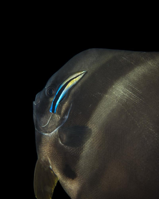 Batfish Being Cleaned Cleaner Wall Decal