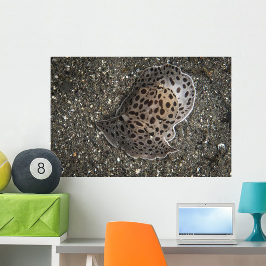 Moon-headed Sidegill Slug Komodo Wall Decal