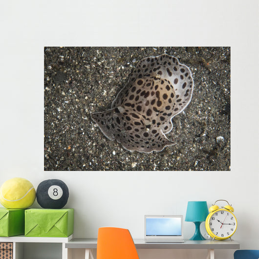 Moon-headed Sidegill Slug Komodo Wall Decal