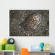 Moon-headed Sidegill Slug Komodo Wall Decal