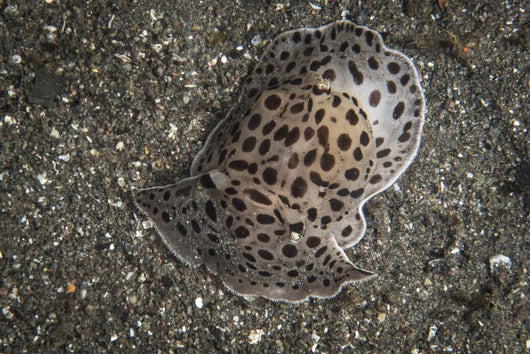 Moon-headed Sidegill Slug Komodo Wall Decal