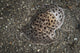 Moon-headed Sidegill Slug Komodo Wall Decal