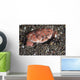 Splendid Demon Crab Komodo Wall Decal