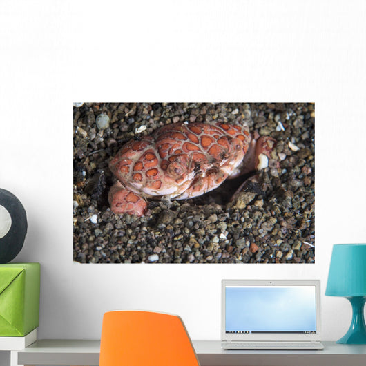 Splendid Demon Crab Komodo Wall Decal
