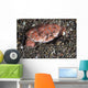 Splendid Demon Crab Komodo Wall Decal