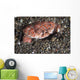 Splendid Demon Crab Komodo Wall Decal