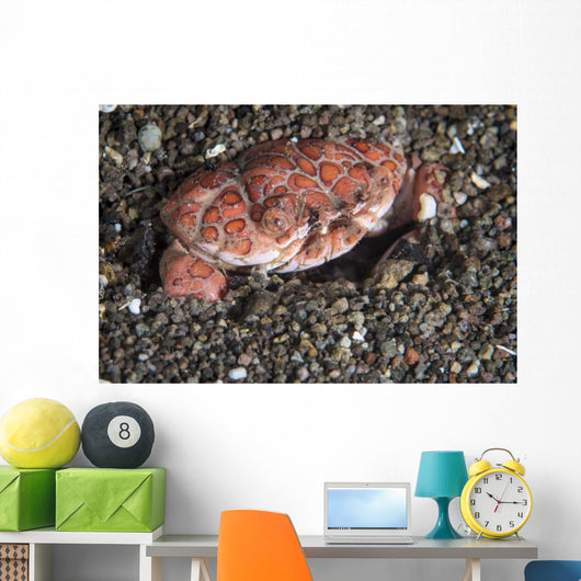 Splendid Demon Crab Komodo Wall Decal