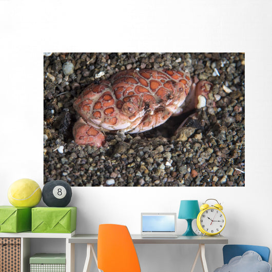 Splendid Demon Crab Komodo Wall Decal
