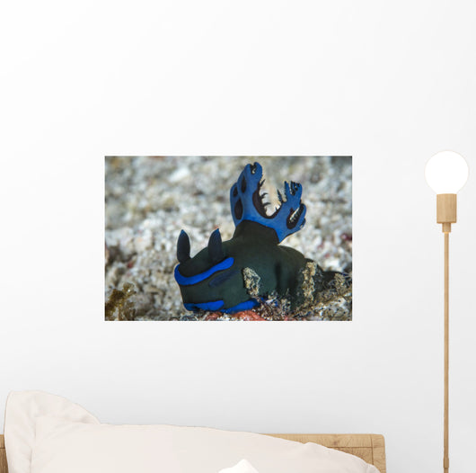 Tambja Morosa Nudibranch Komodo Wall Decal