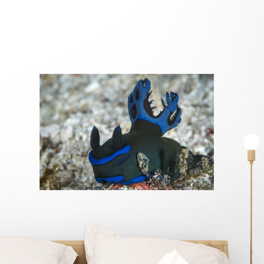 Tambja Morosa Nudibranch Komodo Wall Decal