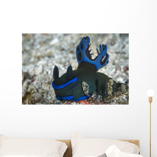 Tambja Morosa Nudibranch Komodo Wall Decal