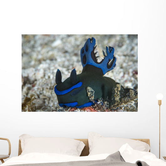 Tambja Morosa Nudibranch Komodo Wall Decal
