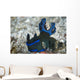 Tambja Morosa Nudibranch Komodo Wall Decal
