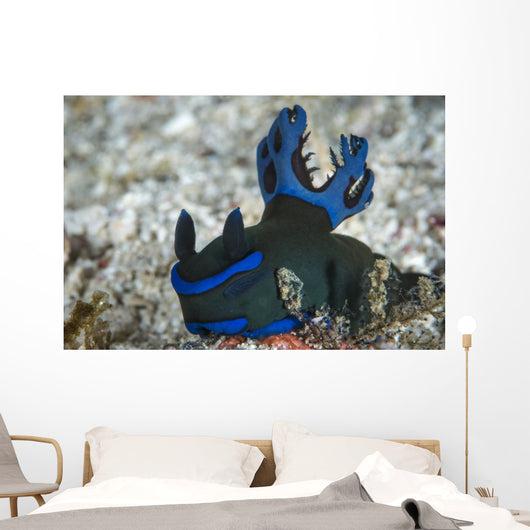 Tambja Morosa Nudibranch Komodo Wall Decal