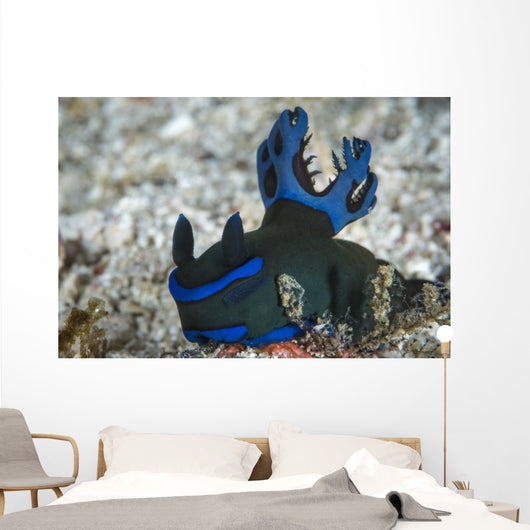 Tambja Morosa Nudibranch Komodo Wall Decal