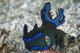Tambja Morosa Nudibranch Komodo Wall Decal