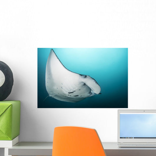 Manta Ray Manta Alley Close-up Wall Decal