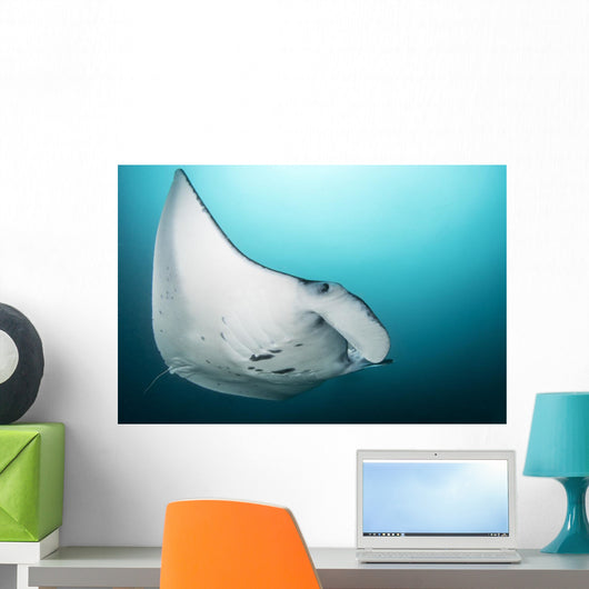 Manta Ray Manta Alley Close-up Wall Decal