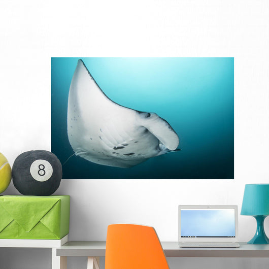 Manta Ray Manta Alley Close-up Wall Decal