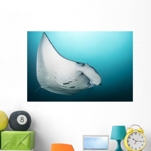 Manta Ray Manta Alley Close-up Wall Decal