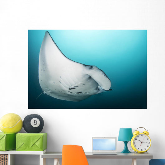 Manta Ray Manta Alley Close-up Wall Decal