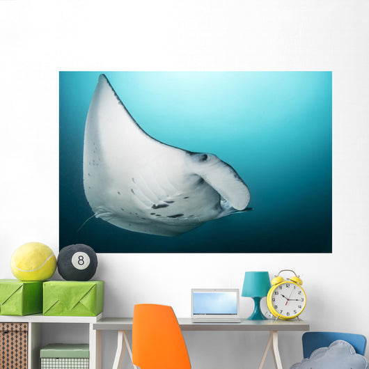 Manta Ray Manta Alley Close-up Wall Decal