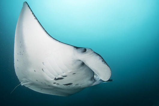 Manta Ray Manta Alley Close-up Wall Decal