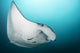 Manta Ray Manta Alley Close-up Wall Decal