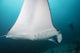 Manta Ray Manta Alley with Diver Wall Decal