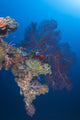 Coral Growth Davit Momokawa Wall Decal