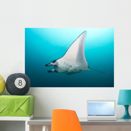 Manta Ray Manta Alley Underneath Wall Decal