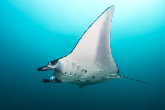 Manta Ray Manta Alley Underneath Wall Decal