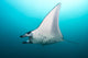 Manta Ray Manta Alley Underneath Wall Decal