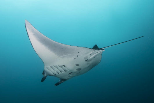 Manta Ray Manta Alley Wall Decal