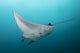 Manta Ray Manta Alley Wall Decal