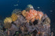 Crinoids and Soft Coral Wall Decal