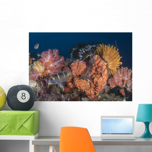 Crinoids and Soft Coral Close-up Wall Decal