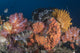 Crinoids and Soft Coral Close-up Wall Decal