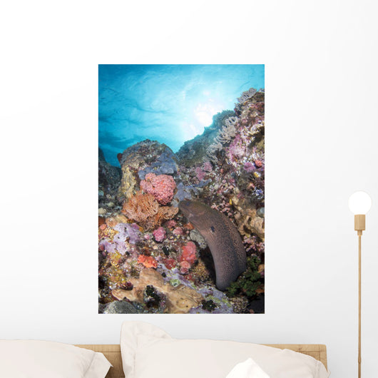 Eel Reef Komodo National Wall Decal