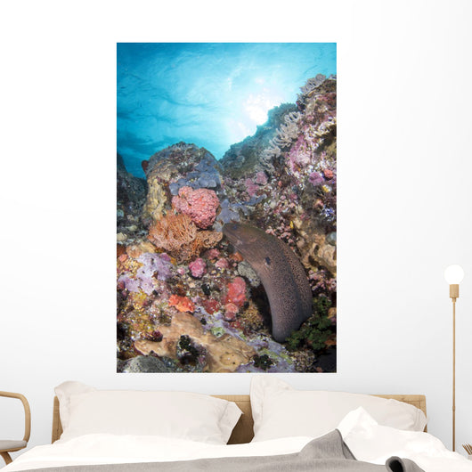 Eel Reef Komodo National Wall Decal