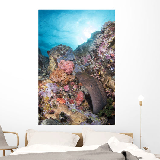Eel Reef Komodo National Wall Decal