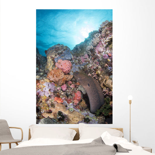 Eel Reef Komodo National Wall Decal