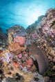 Eel Reef Komodo National Wall Decal