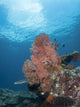 Reef Scene Komodo National Wall Decal