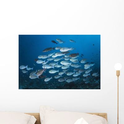Yellowmask Surgeonfish School Komodo Wall Decal shown on a wall