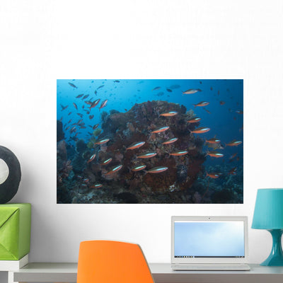 Bluestreak Fusilier School Komodo Wall Decal shown on a wall