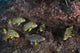 Sweetlips Komodo National Park Wall Decal